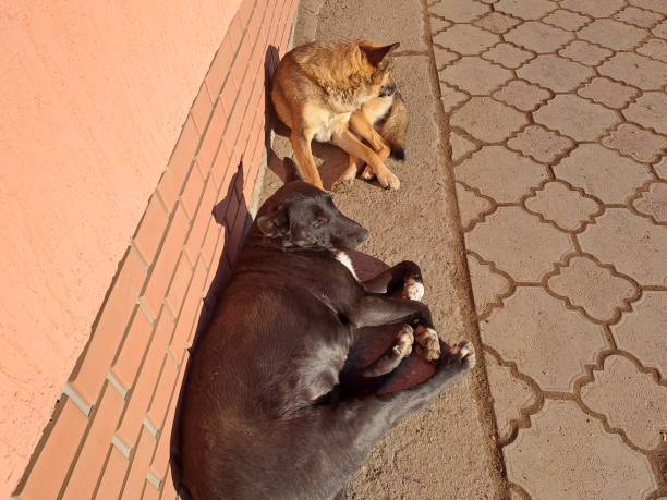 istock dogs on the street 2189061519