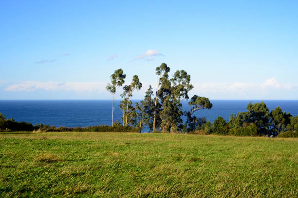 istock Sea horizon in green field with high eucalyptus trees 2189063176
