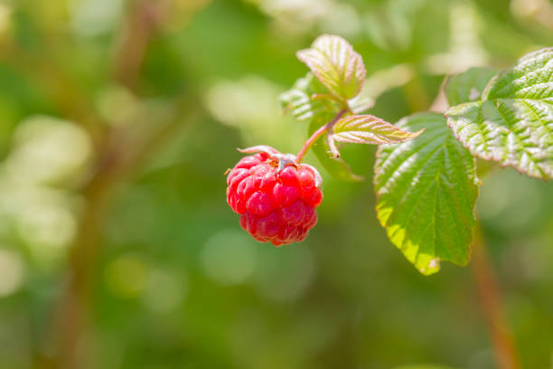 Close-up juicy fresh raspberries growing on stems