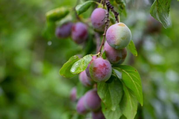 Ripe red plums on the branch with dew droplets in the garden