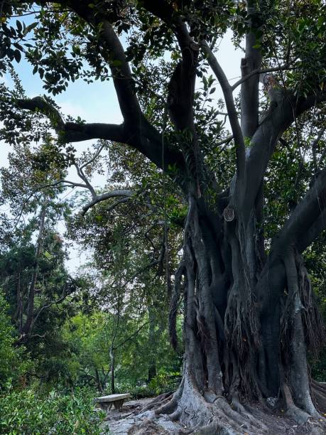 istock Majestic Tree in Jardim da Estrela 2189070969