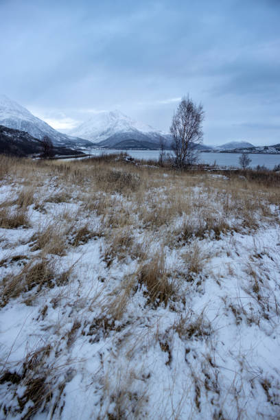 High dry grass on a meadow. Trees lining the coast of the Norwegian sea. Land covered by snow. Mountains in the background. Cloudy sky in the late autumn. Kongsvika, Norway.