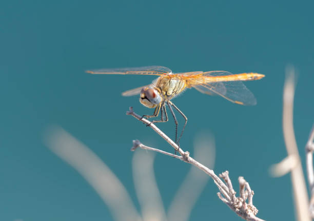 Damselfies, a type of small dragonfly, perch and rest on the grass with a natural bokeh background.
