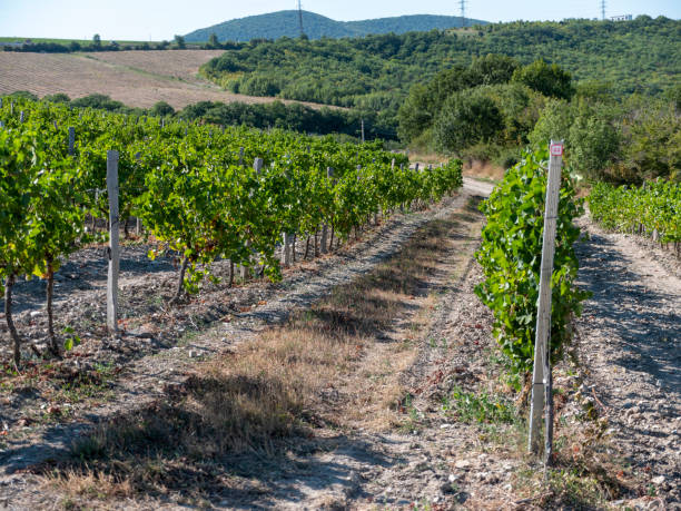 istock Rows of vineyards in early spring in Kuban 2189074257