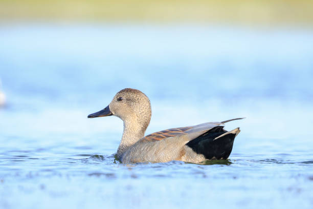 istock Swimming gadwall, Mareca strepera, male duck, portrait 2189074283
