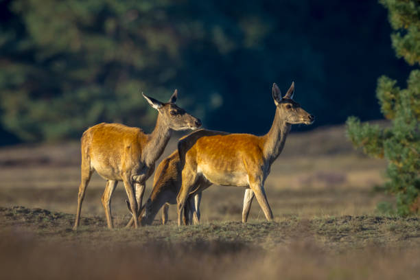 istock Female Red Deer doe or hind, Cervus elaphus 2189074350