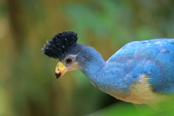 Closeup of a Great blue turaco, Corythaeola cristata, bird perching