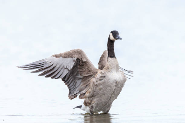 istock Canadian goose, Branta canadensis, cleaning 2189074391