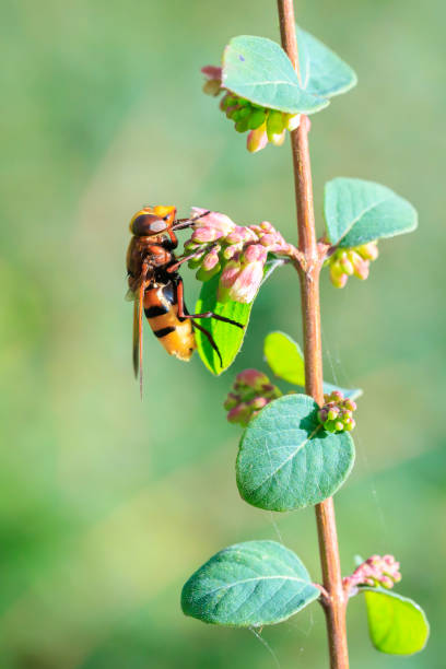 istock Volucella zonaria, hornet mimic hoverfly, 2189074397
