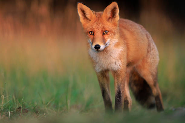 istock Wild red fox, vulpes vulpes, foraging in a meadow 2189074430
