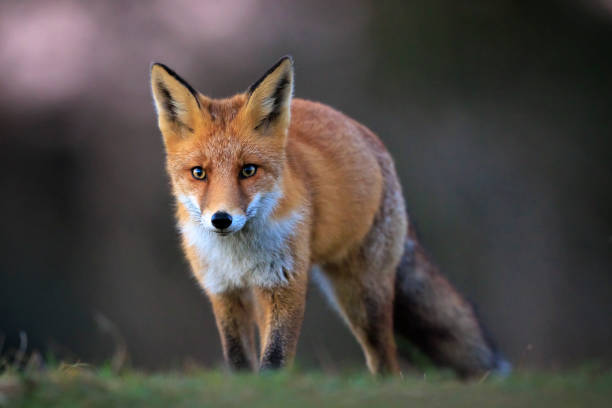 istock Wild red fox, vulpes vulpes, foraging in a meadow 2189074434