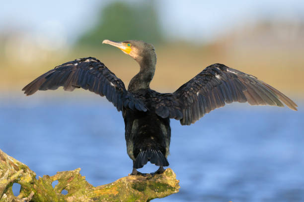 istock Great Cormorant bird, Phalacrocorax carbo, drying wings 2189074440
