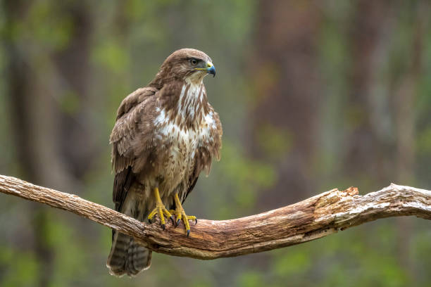 istock Common buzzard, Buteo Buteo, bird of prey perched 2189074447
