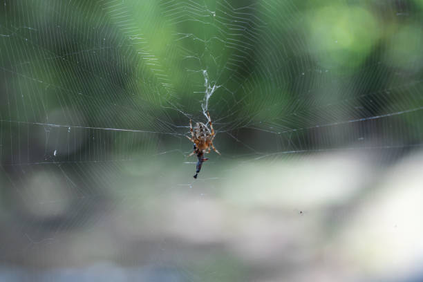 istock Brown spider with white cross on back sitting on web in forest close up. 2189074982