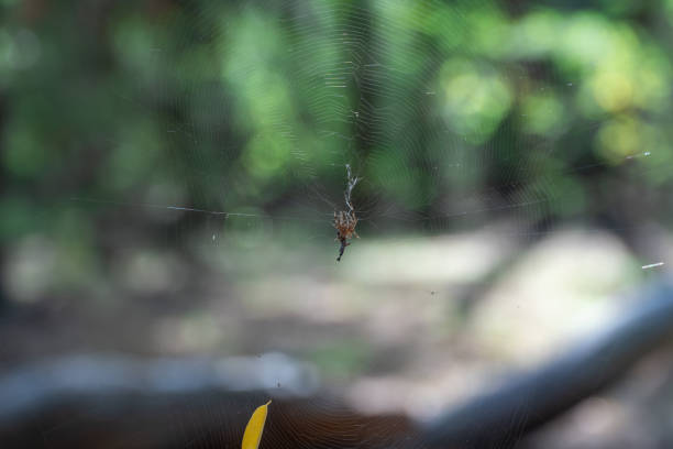 Brown spider with white cross on back sitting on web in forest close up. Poisonous female araneus diadematus caught insect in trap. European garden crowned orb weaver diadem spider. Arachnophobia.