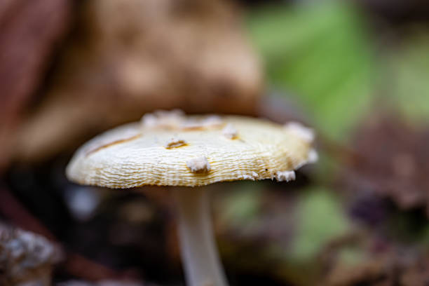 Macro view of mushrooms in the forest.