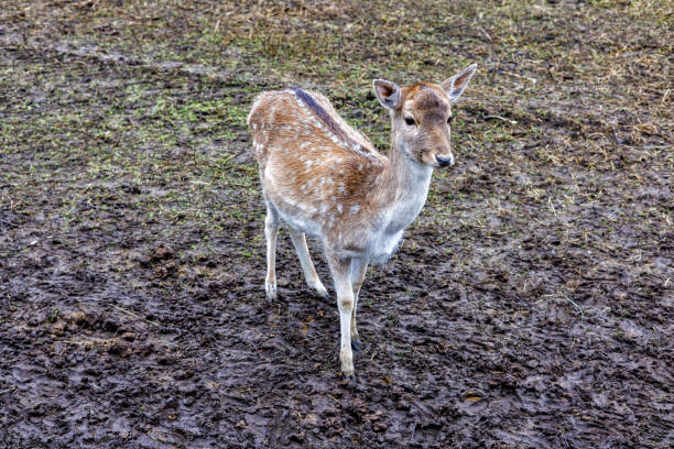 A female deer stands on the wet ground in a field. High quality photo