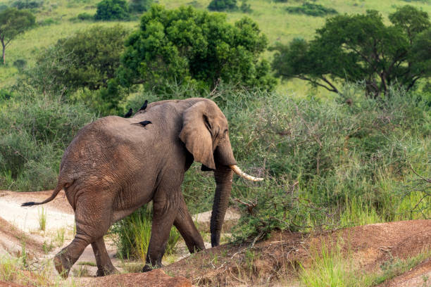 istock elephant in murchison falls national parc uganda 2189077309