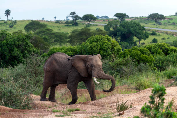 istock elephant in murchison falls national parc uganda 2189077324