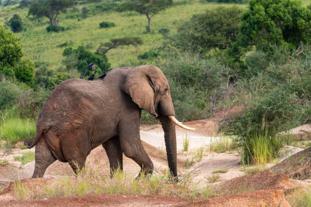 istock elephant in murchison falls national parc uganda 2189077333