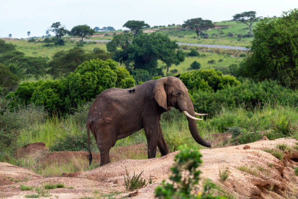 istock elephant in murchison falls national parc uganda 2189077342