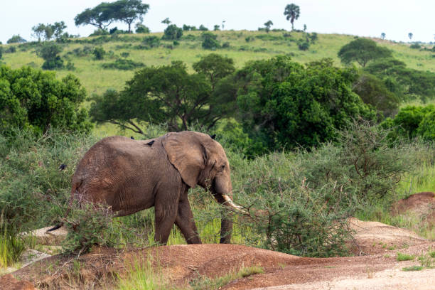 elephant in murchison falls national parc uganda