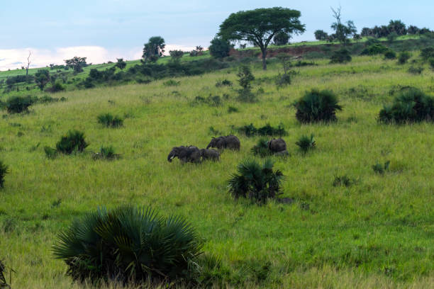 istock elephants in murchison falls national parc uganda 2189077378