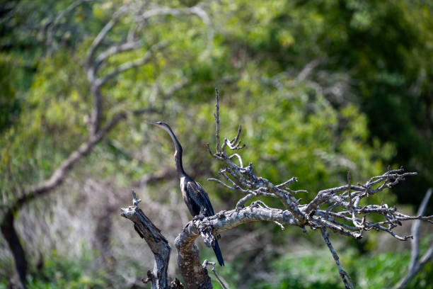 reiger in murchison falls national parc oeganda
