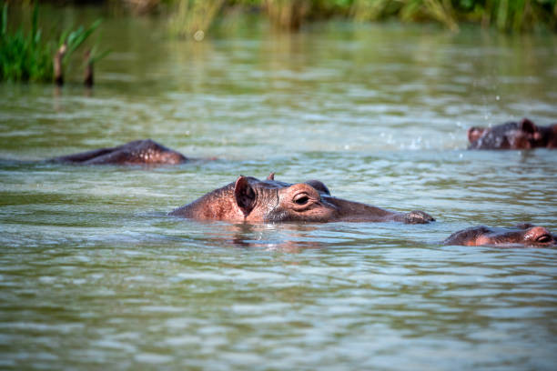 nijlpaard in de nijl murchison falls national parc oeganda