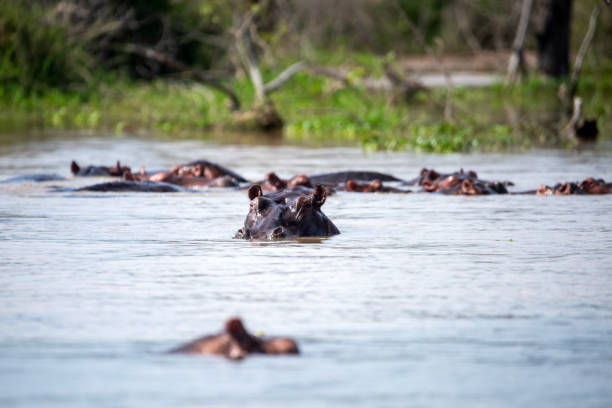 istock hipo in the nile murchison falls national parc uganda 2189077495