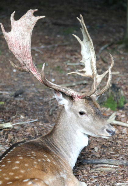 Majestic fallow deer, dama dama, stag, standing in forest in autumn nature. Wild spotted animal with massive antlers observing in woodland during colorful fall season.