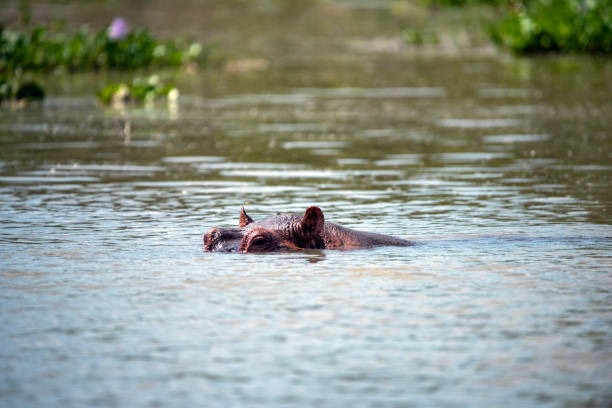 Close-up of a Hippopotamus amphibius partially submerged in murky water, at Bannerghatta National Park, Karnataka, India.