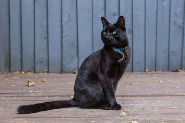istock black cat sitting on the wooden floor 2189077698