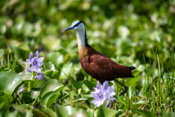 ijsvogel libelle vogels in bijeneter murchison falls national parc oeganda