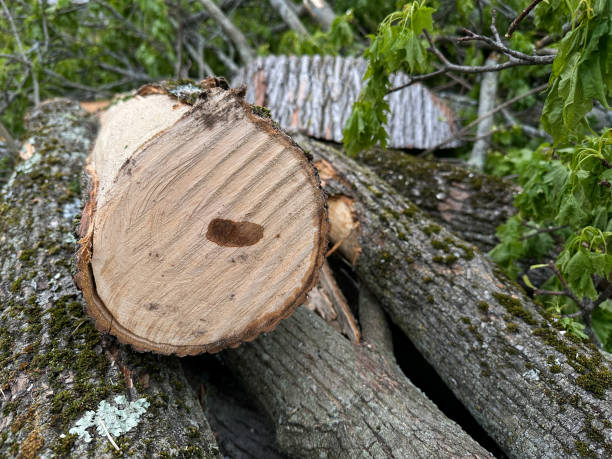 istock Logs cut from trees being prepared for storage near a forest in a natural setting 2189077786