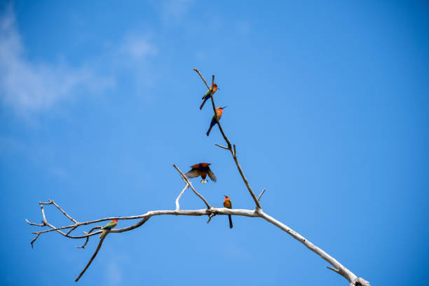 ijsvogel libelle vogels in bijeneter murchison falls national parc oeganda