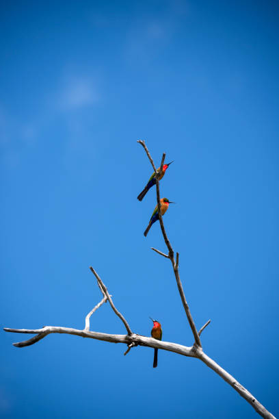 ijsvogel libelle vogels in bijeneter murchison falls national parc oeganda
