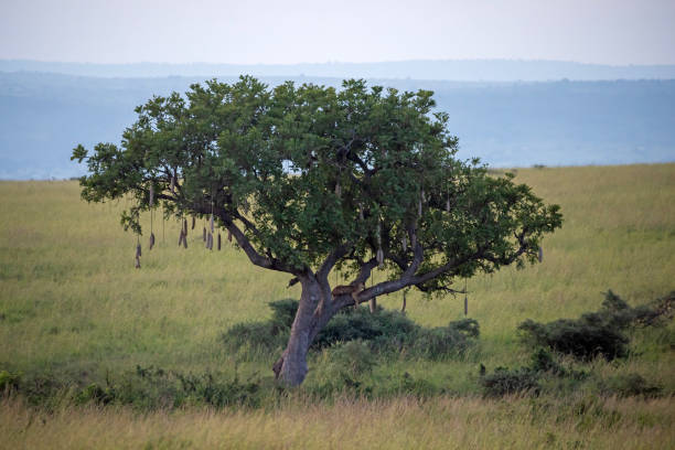 istock lion in a tree in murchison falls national parc uganda 2189077928