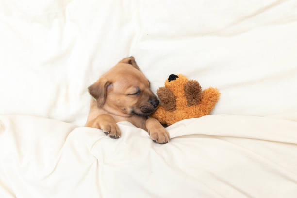 istock Puppy Tucked Into Bed - Wide Angle 2189078417