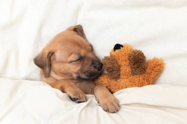 istock Puppy Tucked Into Bed 2189078418