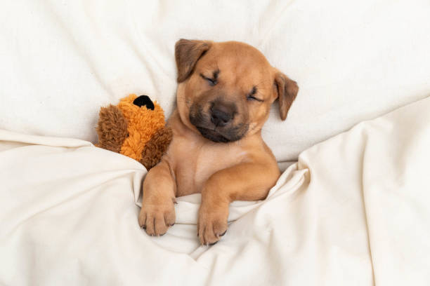 Puppy Sleeps On Back In Bed