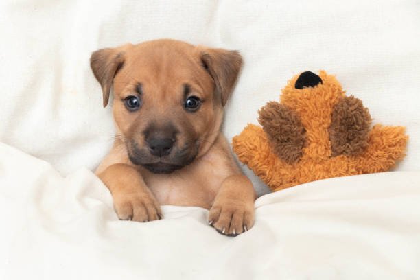 istock Puppy Awake In Bed 2189078440
