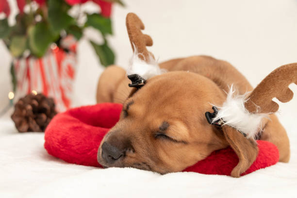 A puppy wearing reindeer antlers sleeps on a Christmas stocking