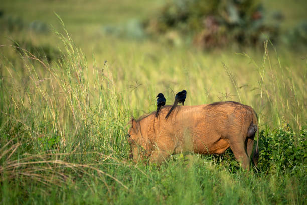 istock wardhog with birds on bag in murchison falls national parc uganda 2189078459