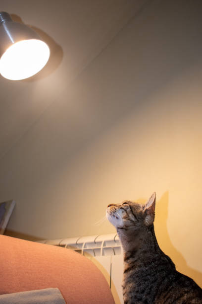 istock Domestic cat looking at lamp at house 2189078613