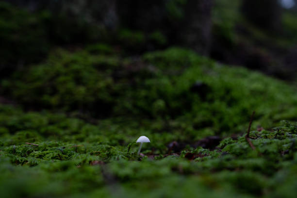 A single small white mushroom growing in a vibrant green forest floor in the Dolomites
