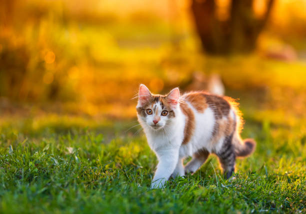 cute kitten walking in summer sunny evening on green grass in garden