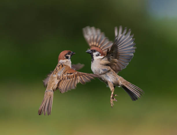 two birds sparrows had a fight in the spring garden flying up into the sky