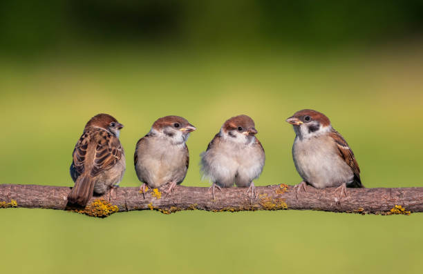 istock birds fledgling sparrow sitting on tree branch in summer garden 2189079257