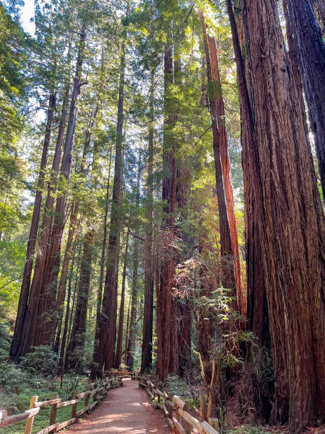 istock Sunlight Within The Redwood Trees At Muir Woods National Monument 2189079262